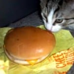 catsonneptune