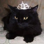 catyoin