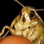 cbug