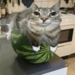 CH3T