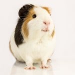 WildGuineaPig