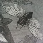 Cicada17