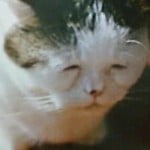 Cleo