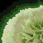 clovegreen