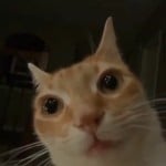 Clownifox
