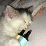 ClutteredCat