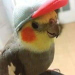 colapsita