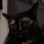 CosmoCone