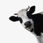 cowcowmoo