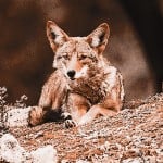 coyotesink