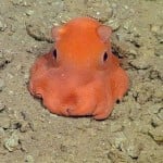 CrocodileDippy