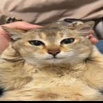 curiyusuty