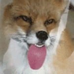 CyFox22