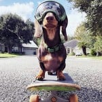 DachshundFella1