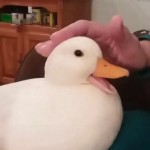 DaNaeNaeGod
