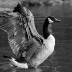 DarkDarkGoose