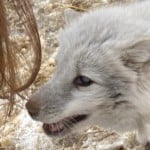 deadvaporeon