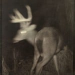Deerhexen