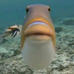 deusumpeixe
