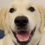 Dog23