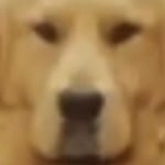 dogdancingreal
