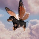 dogpaw
