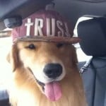 DOGSET