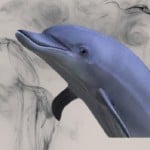 dolphin2048