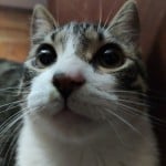 dpancake
