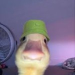 Duck009
