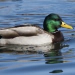 DUCKL