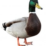 DuckmanDuckland