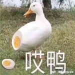 Duckstep