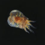 e_dofleini