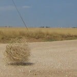 TumbleWeed