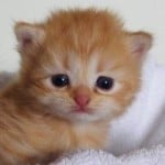 Eepyseepy