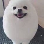 elipls