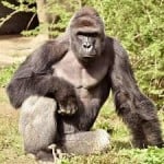 elitegorilla69