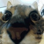 Enanonoco