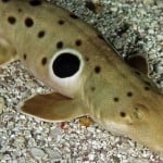 Epaulette_Shark