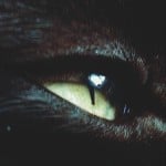 Everglance