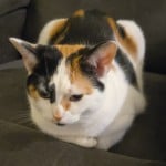 Evil__Garfield