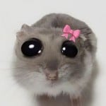 False_Liliy