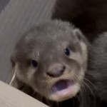 Fattymc