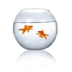 Fishbol