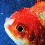 FishTheory