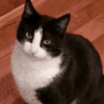 fleabag_fideo