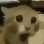 Floot