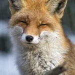 FlurryJava
