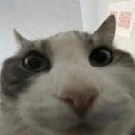 Freezi